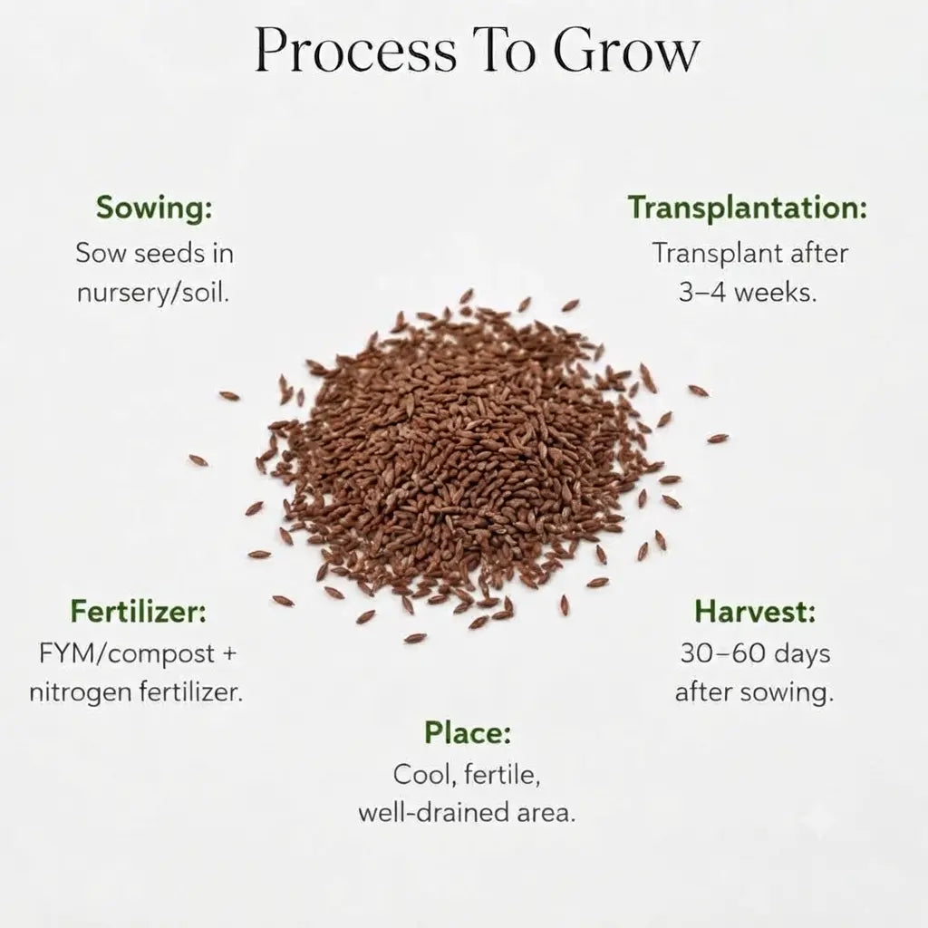 Lettuce Iceberg Seeds (10 Seeds)