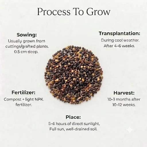 Larkspur Mixed Seeds (10 seeds)