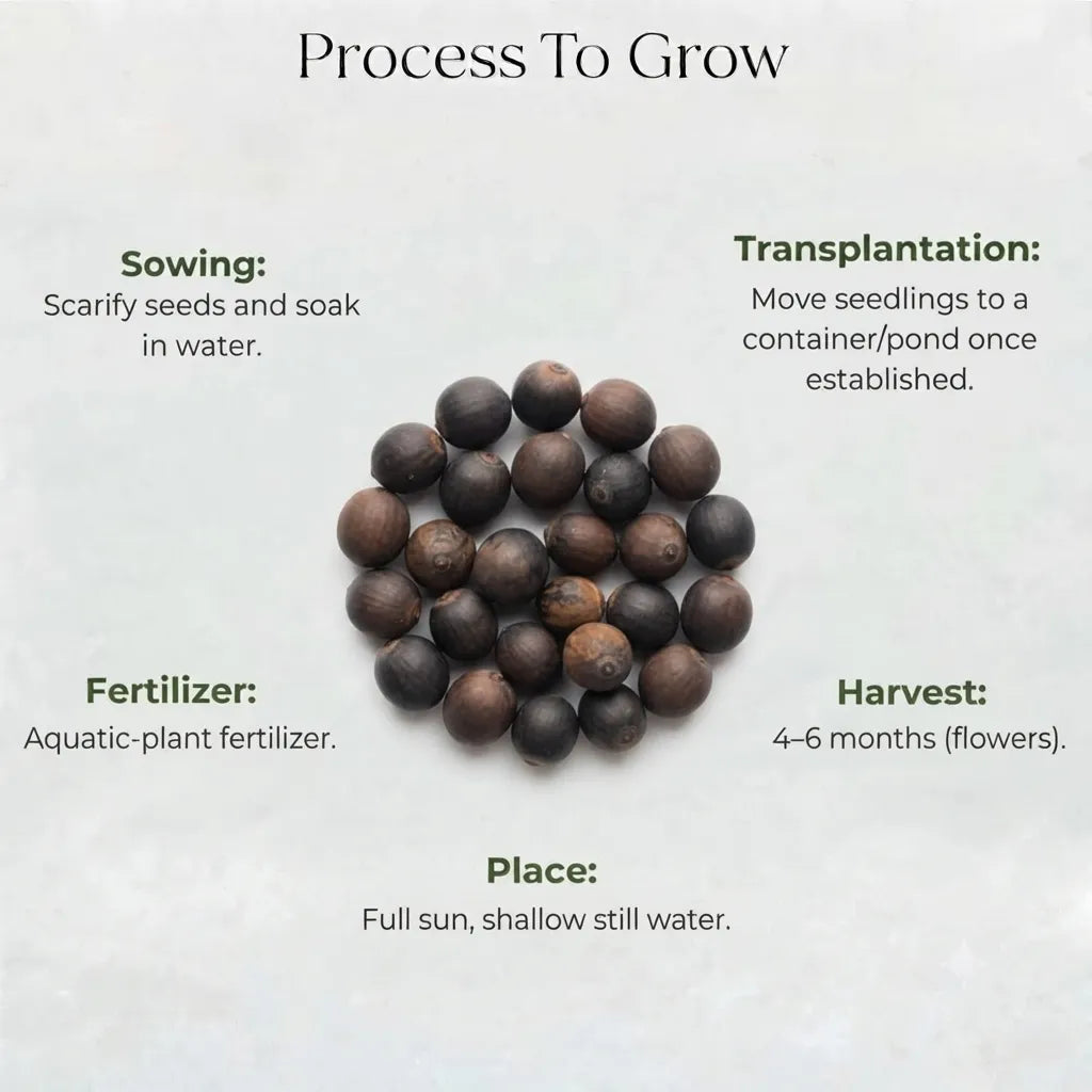 Lotus Seeds (4 seeds)