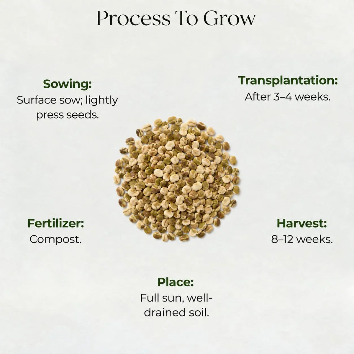 Lupins Mixed Seeds (10 seeds)