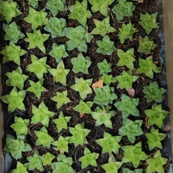 Several green colour Laxmi Kamal Haworthia Succulent plants in cocopeat in a seedling tray.