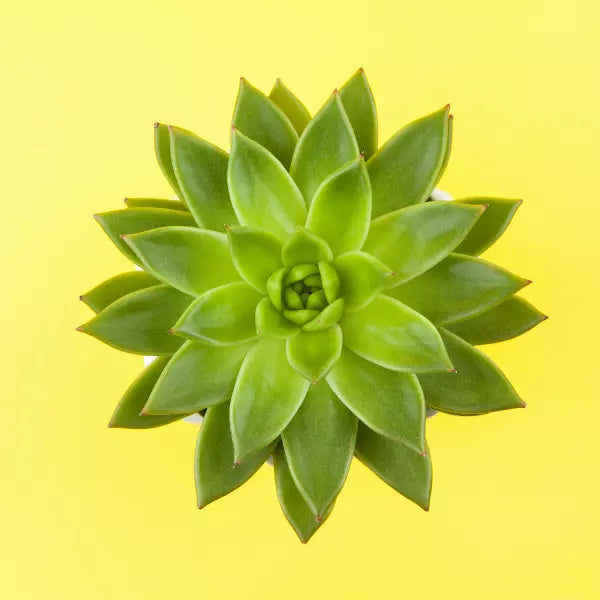 laxmi kamal Haworthia Succulent plant green leaves on yellow background