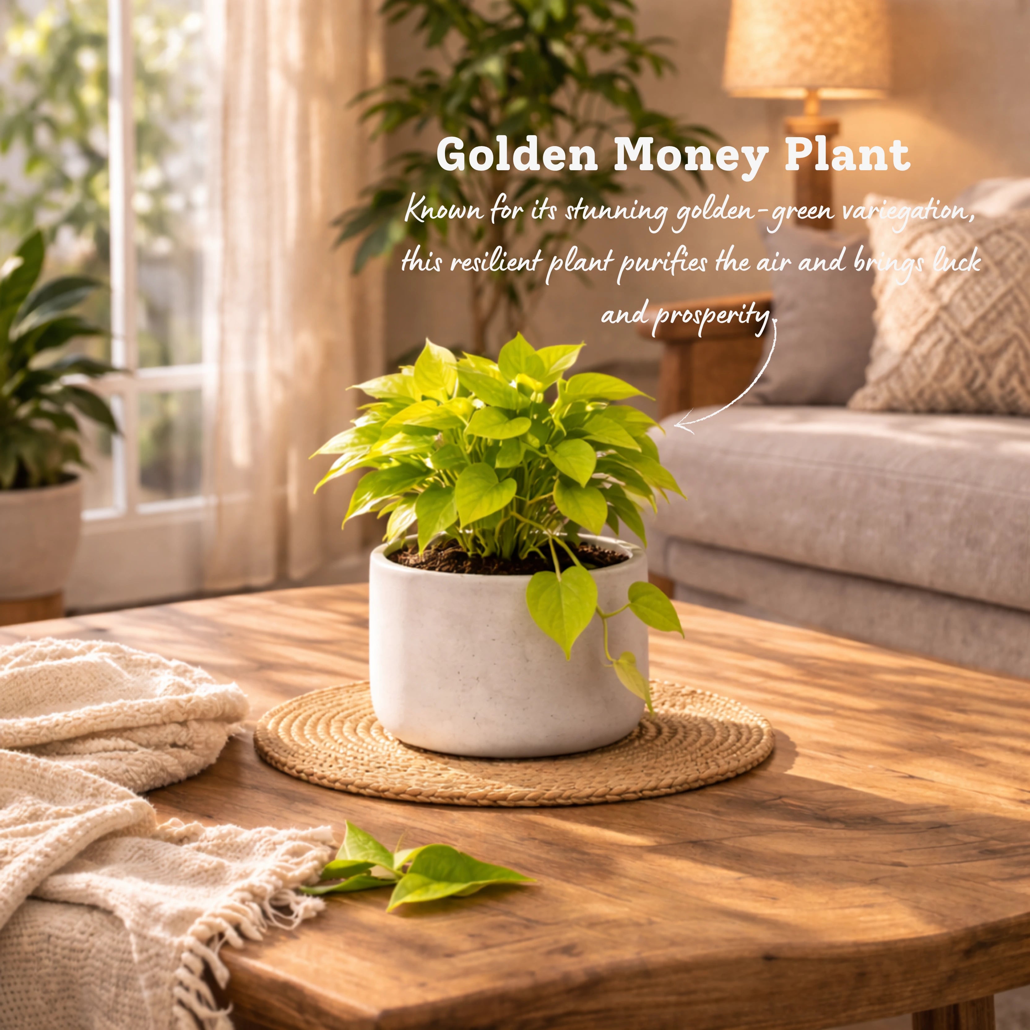money plant decoration in living room Living Room Decor Bundle – The Affordable Organic Store