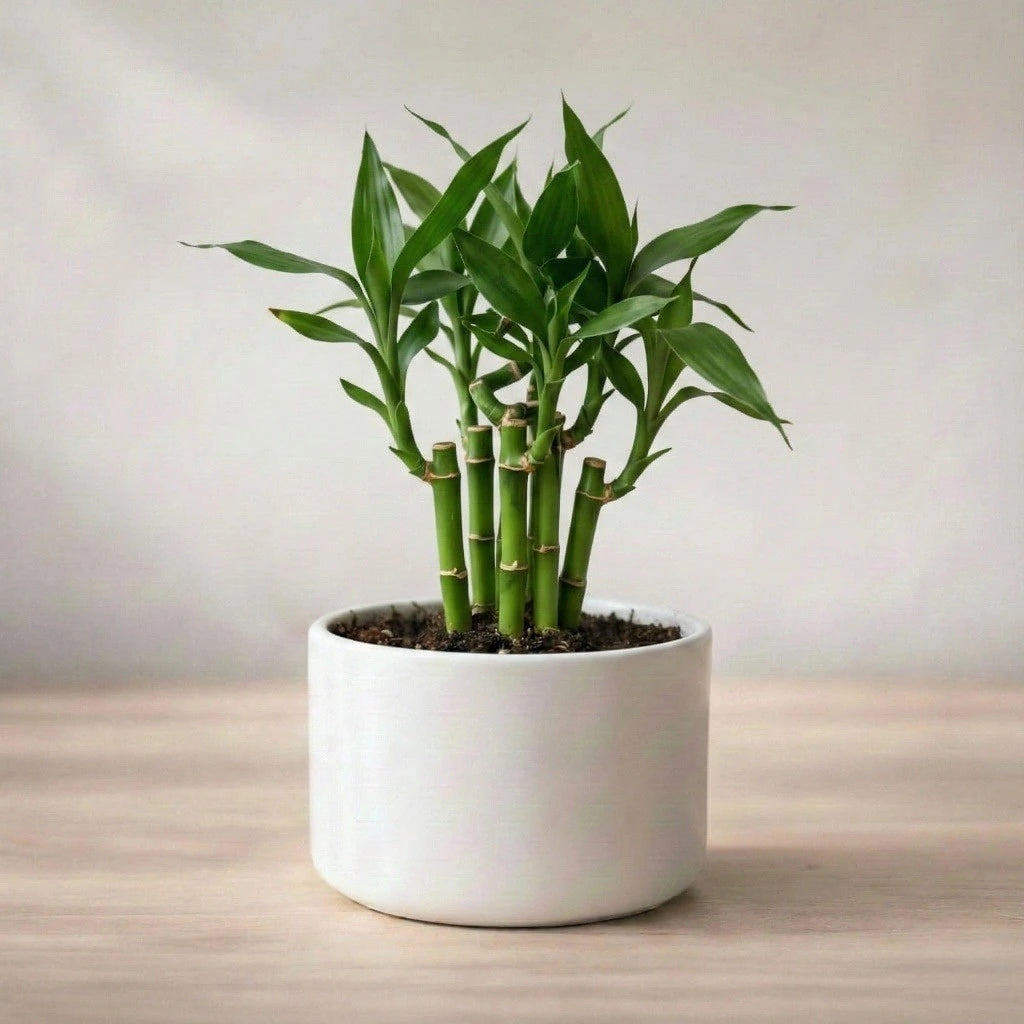 Potted bamboo plant on a wooden surface with a light background
