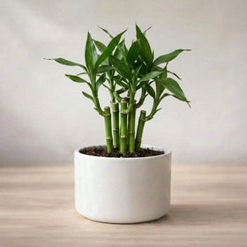Lucky Bamboo Plant Saplings (3pcs)