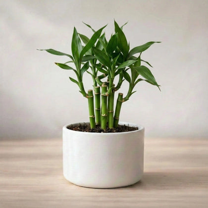 Lucky Bamboo Plant Saplings (3pcs)