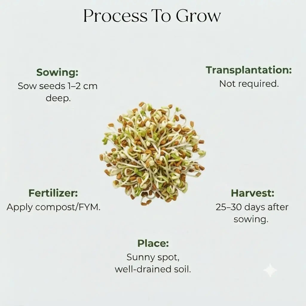 Microgreen Fenugreek Seed (10 gms)