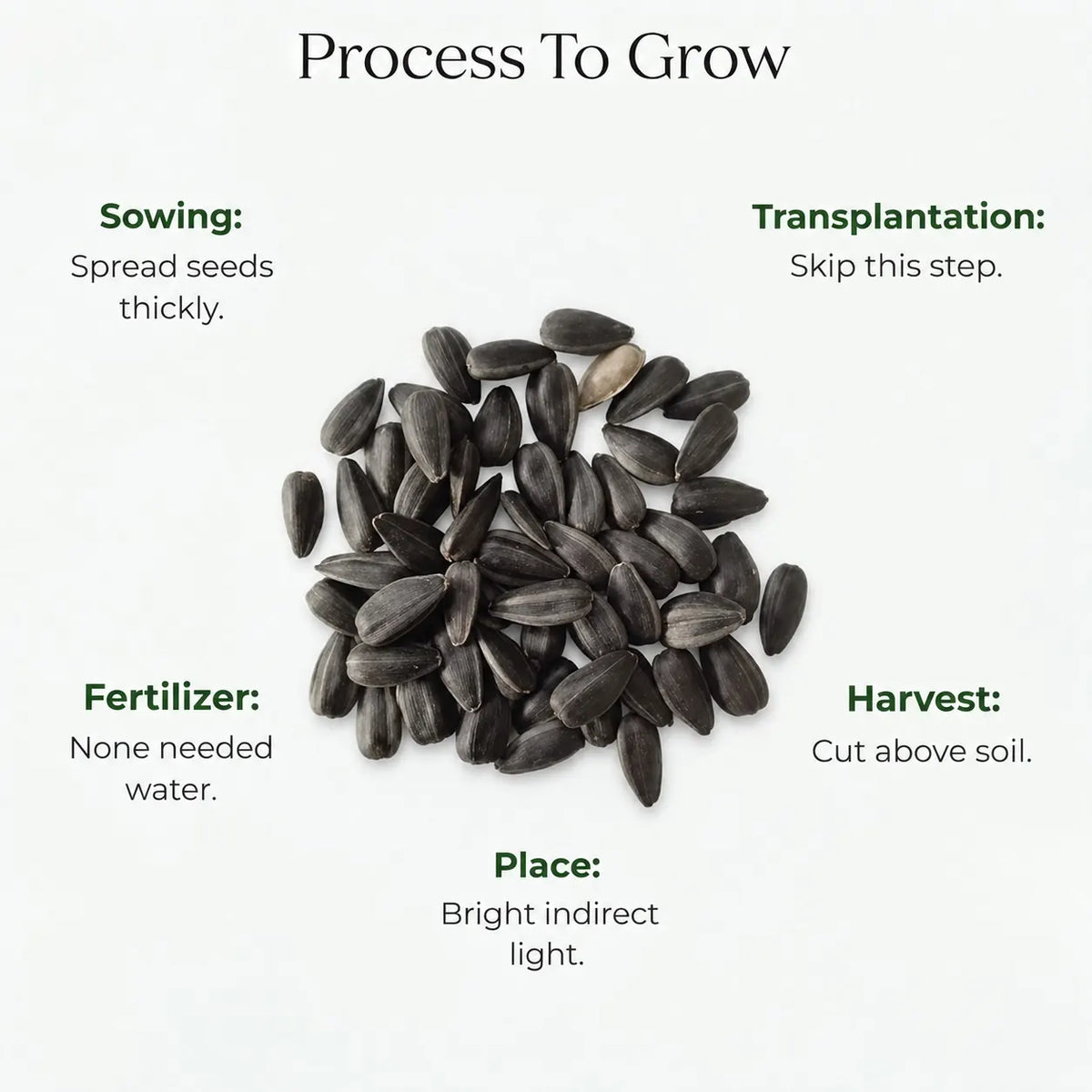Microgreen Sunflower Seeds (10 gms)