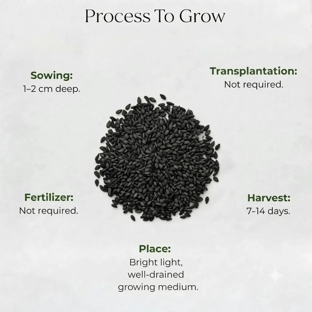 Microgreen Sesame Seeds (10 gms)