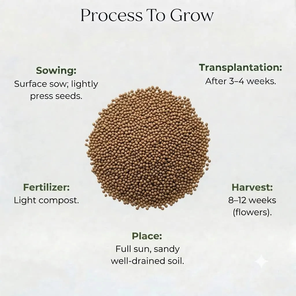 Mesembryanthemum Seeds (30seeds)