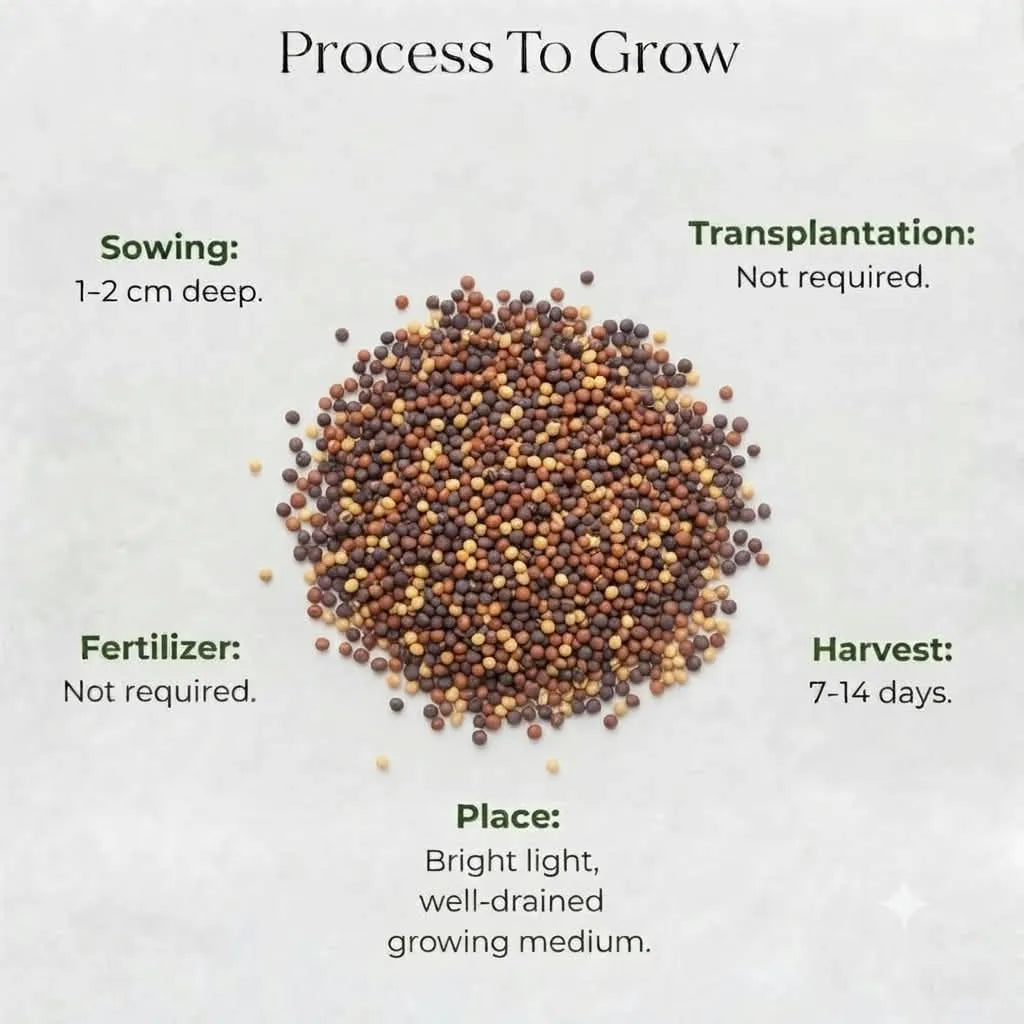 Microgreen Mustard Seeds (10 gms)