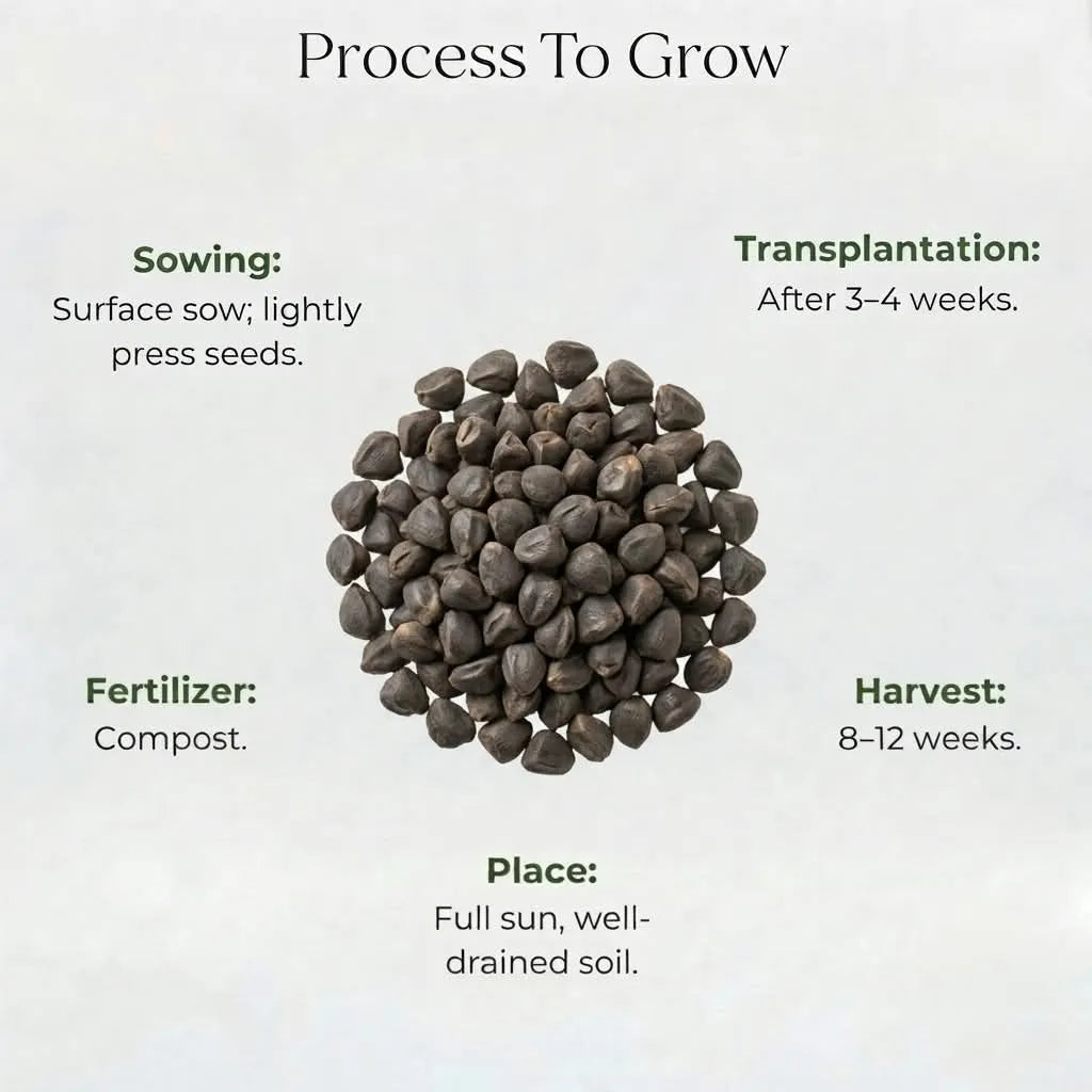 Morning Glory Seeds (5 seeds)