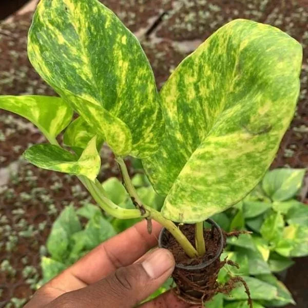 A hand holding young Marble Money Plant Sapling in a net pot with several similar saplings in the back ground.