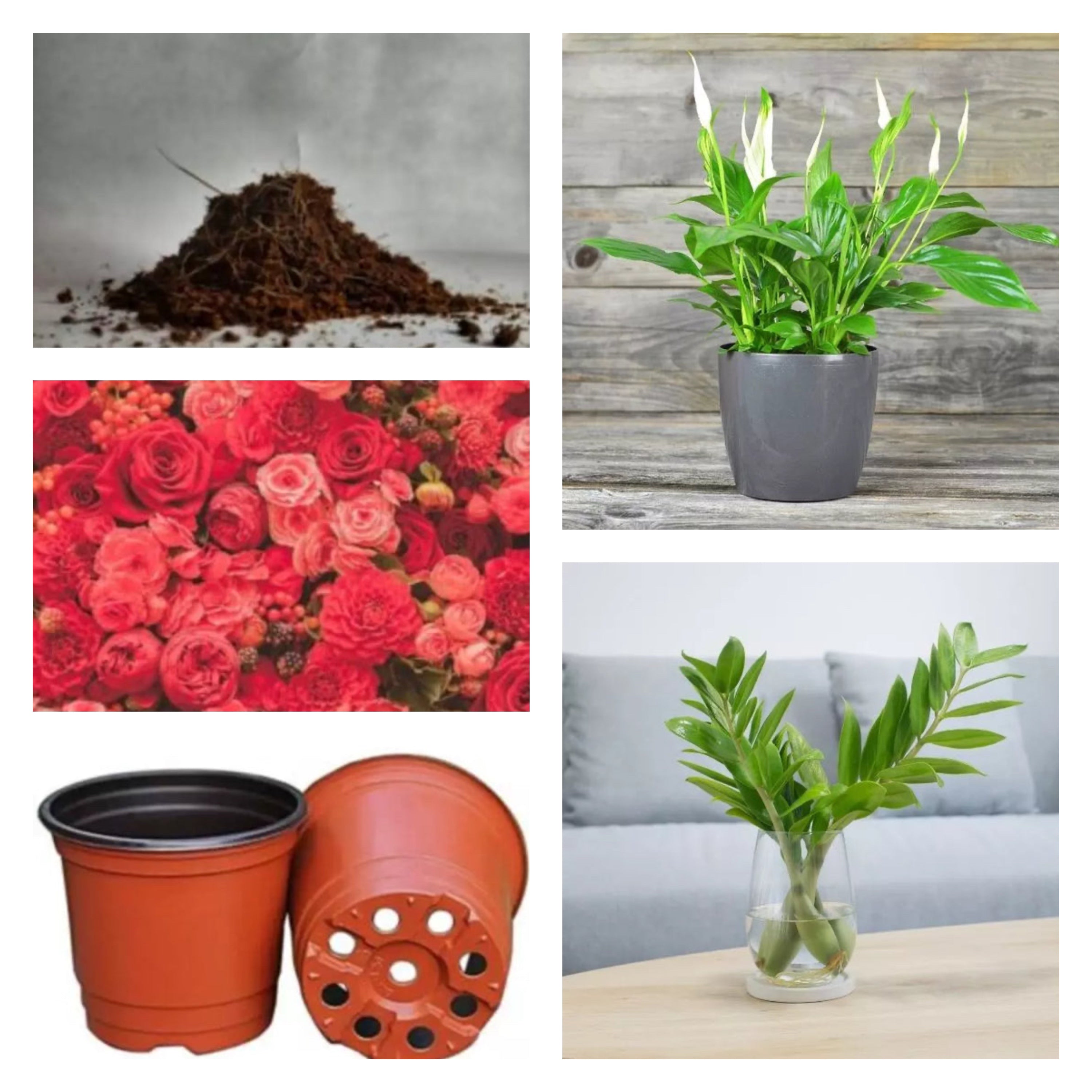 Air Purifying Indoor Plant Starter Pack (6 in 1)
