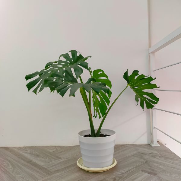 This is an image of Monstera Deliciosa Plant in a white colour pot kept in a balcony