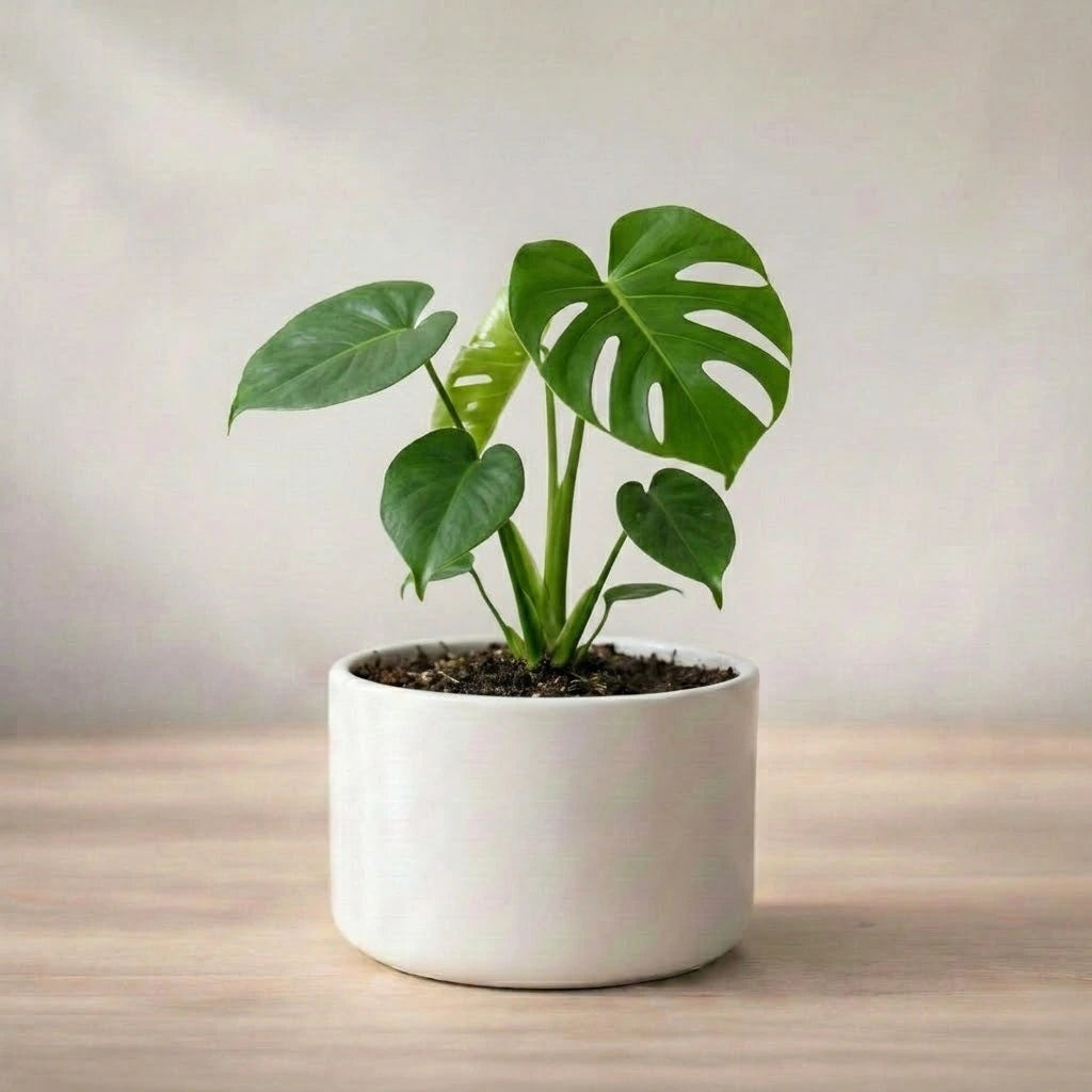 Potted plant with green leaves in a white pot on a wooden surface.
