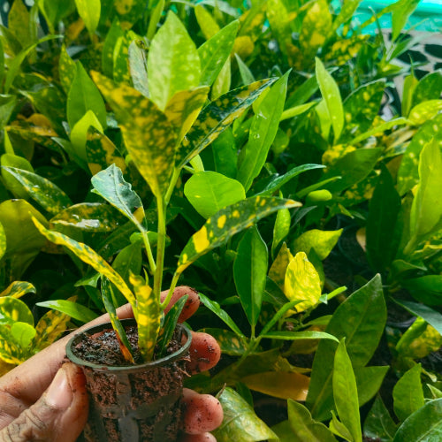 A hand holding Nimbu Croton Plant Sapling planted in a net pot with several similar saplings in the background.