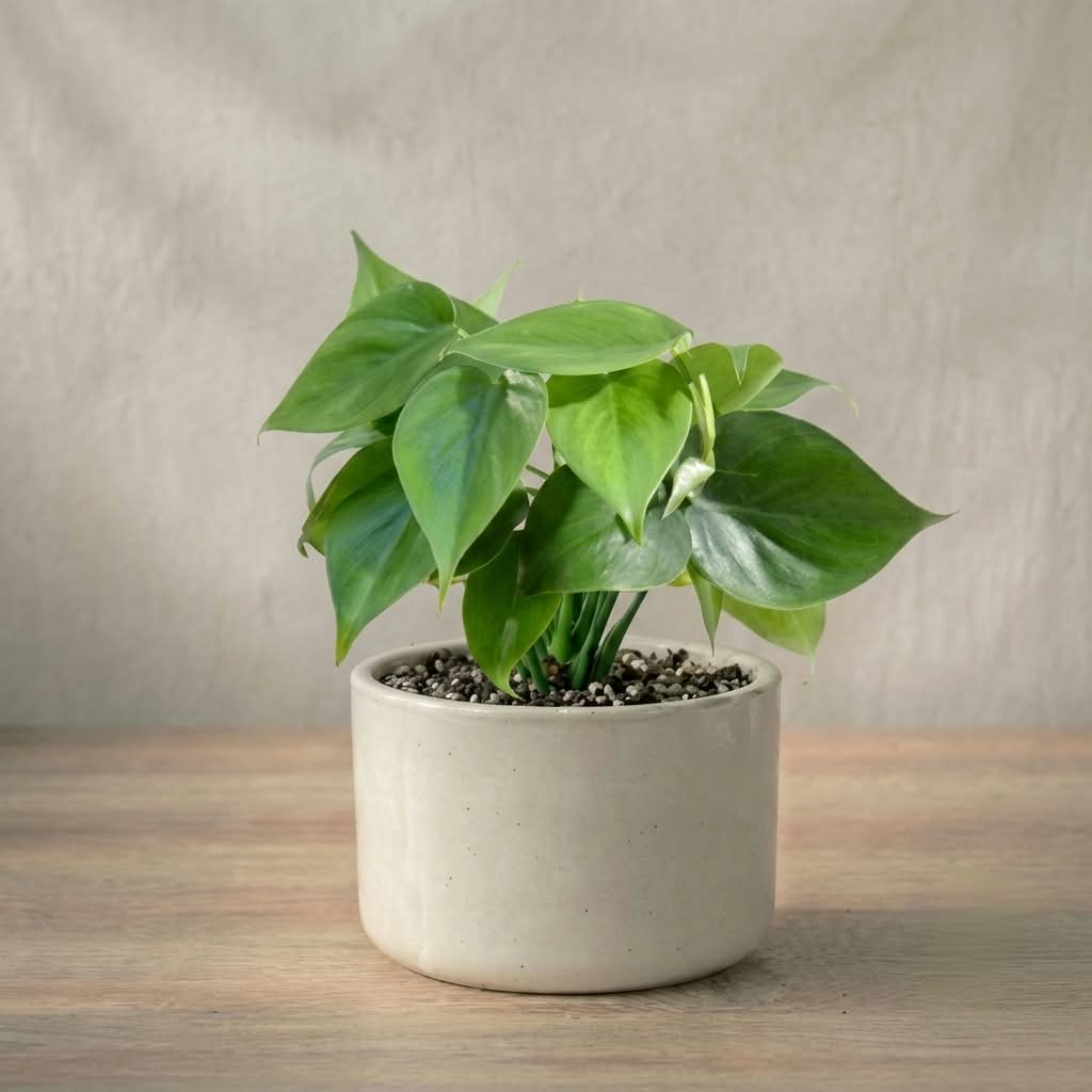Philodendron Oxycardium Green Plant Sapling (1pc)