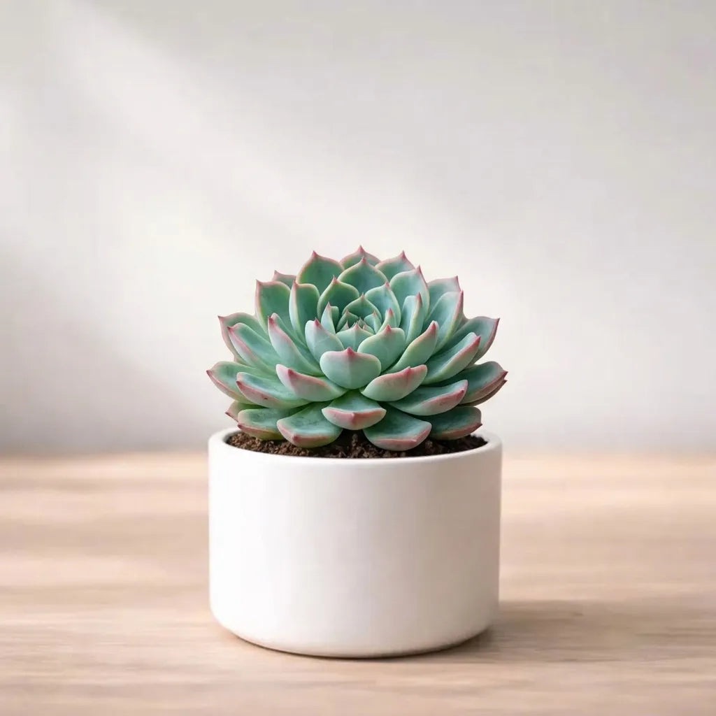 Echeveria Mixed Succulent Indoor Plant (1pc)