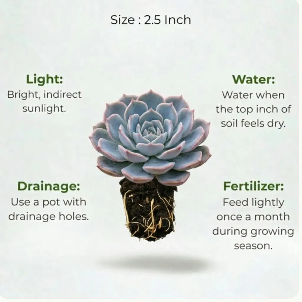 Echeveria Mixed Succulent Indoor Plant (1pc)