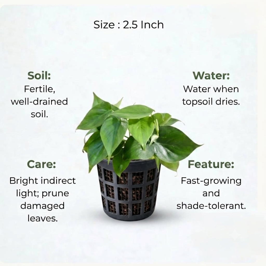 Philodendron Oxycardium Green Plant Sapling (1pc)