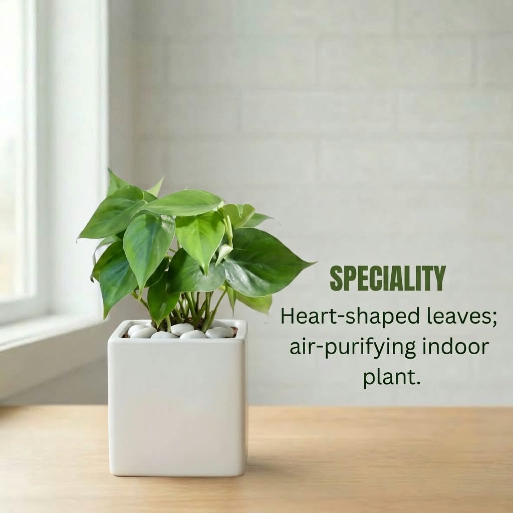 Philodendron Oxycardium Green Plant Sapling (1pc)