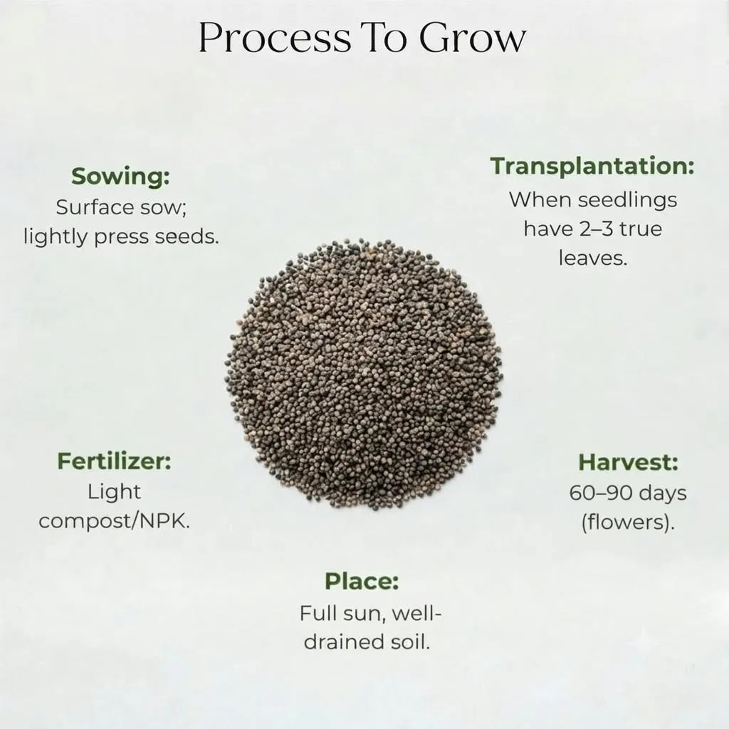 Portulaca Mixed Seeds (100seeds)