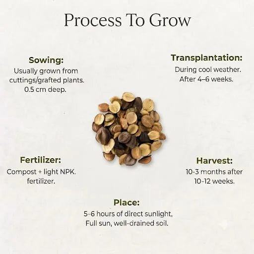 Parijat Harsringar Seeds (3 seeds)