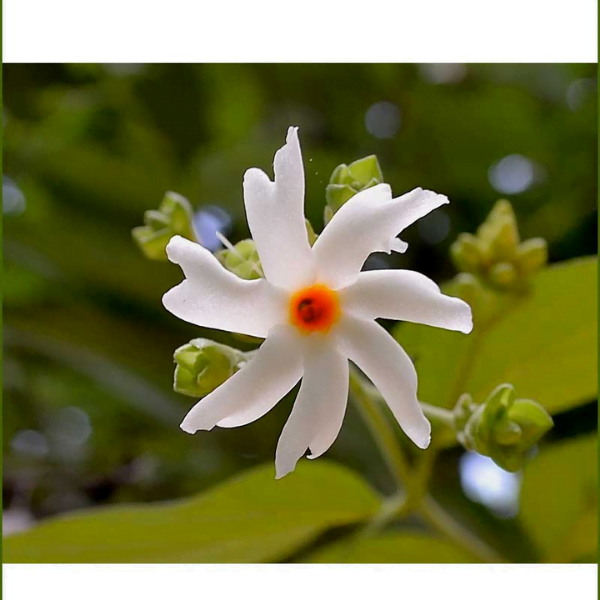 harsingar plant seeds Buy Parijat Harsringar Seeds (3 seeds)