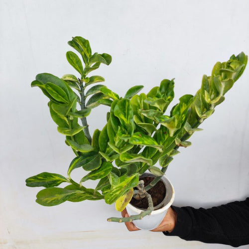 Pedilanthus Jurassic Park Plant Sapling