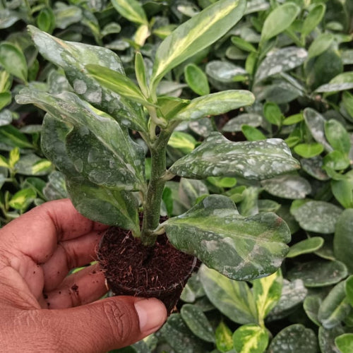 Pedilanthus Jurassic Park Plant Sapling(1Pc)