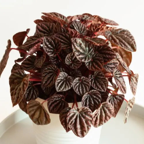 This is an image of Peperomia Caperata plant kept against white color background.