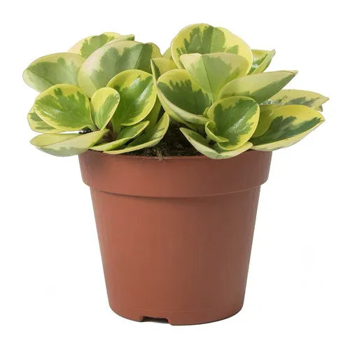 Peperomia Obtusifolia Variegated Sapling (1pc)