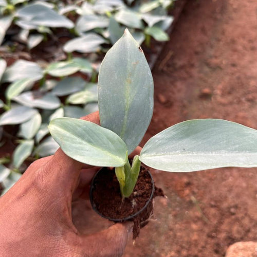 Philodendron Silver Sword Hastatum Plant Sapling(1Pc)