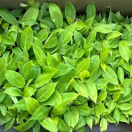 Philodendron Moonshine Plant Sapling (1pc)