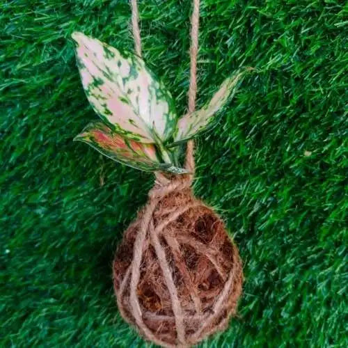 Pink Agloenema Kokedama