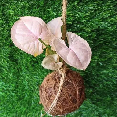 Pink Syngonium Kokedama