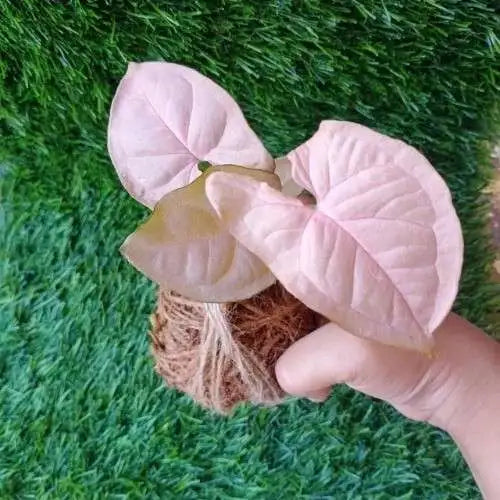 Pink Syngonium Kokedama
