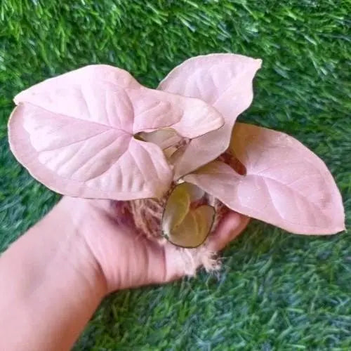Pink Syngonium Kokedama