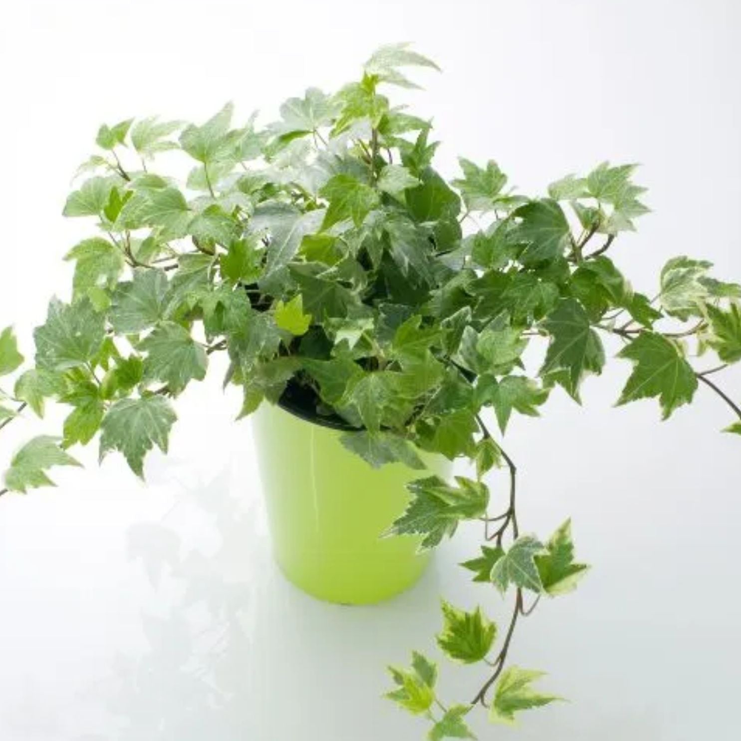 English Ivy Plant Sapling (1pc)