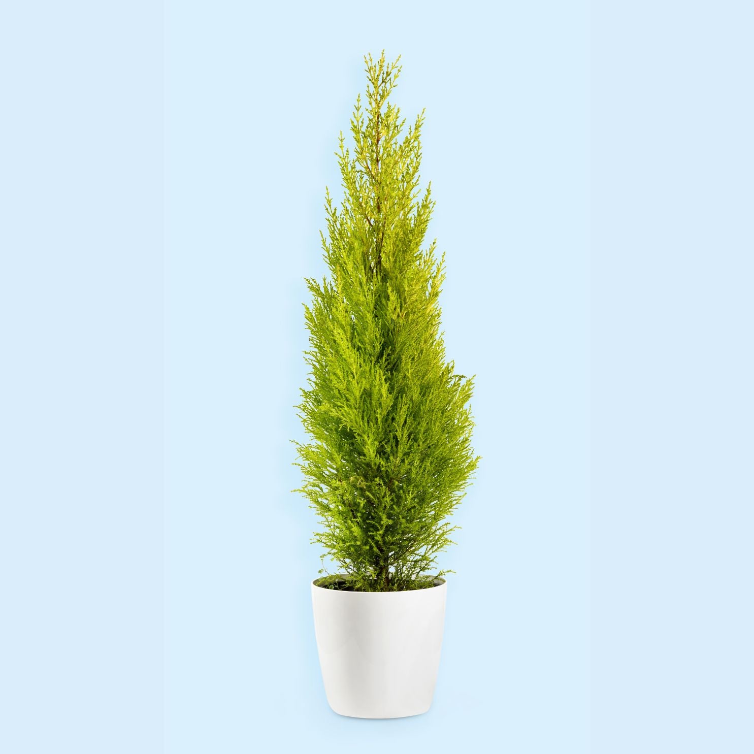 Golden Cypress Plant Sapling (1pc)