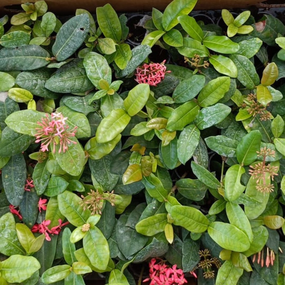Ixora Plant Sapling (1pc)
