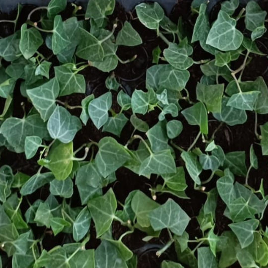 English Ivy Plant Sapling (1pc)