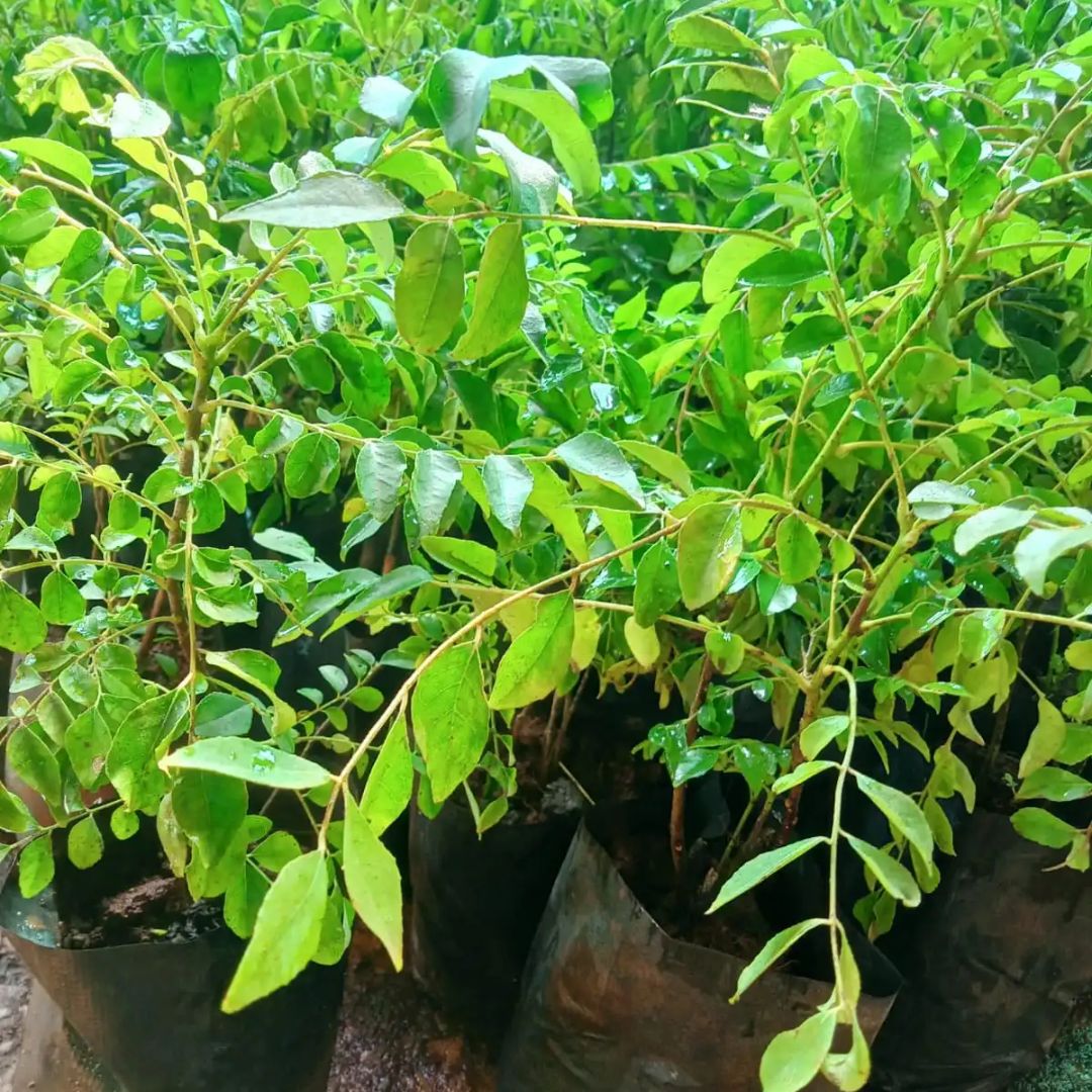 Curry Leaves Sapling (1pc)