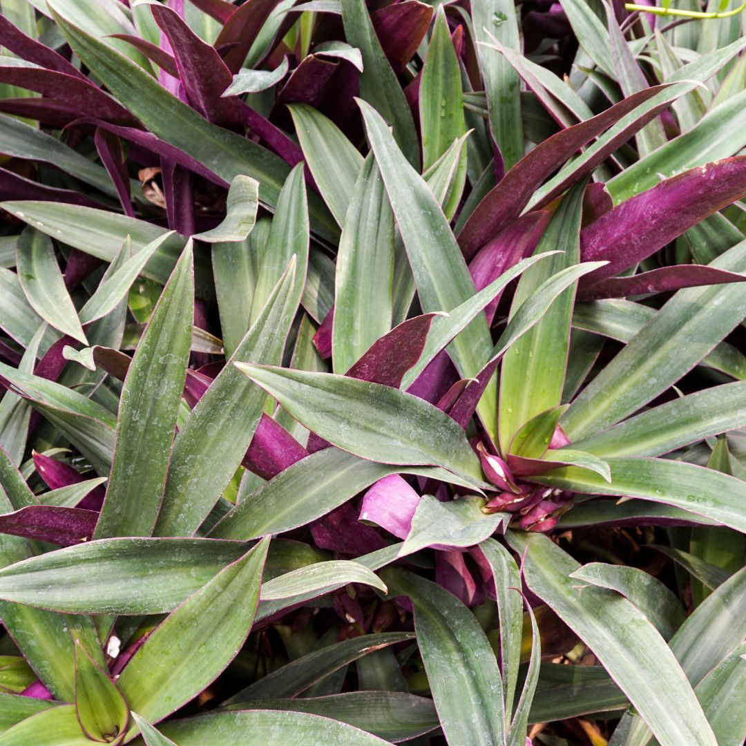 Rheo Oyster Plant Sapling (1pc)