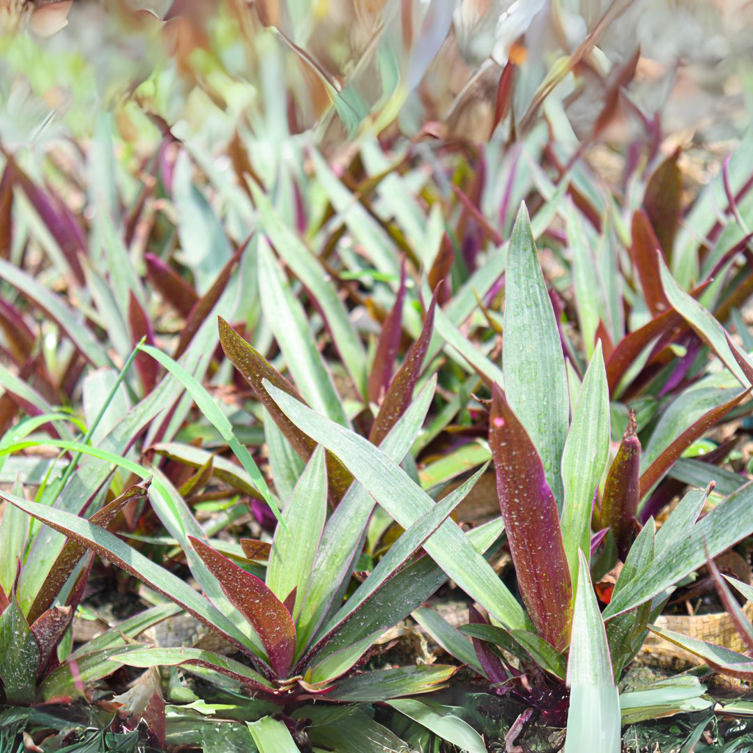 Rheo Oyster Plant Sapling (1pc)