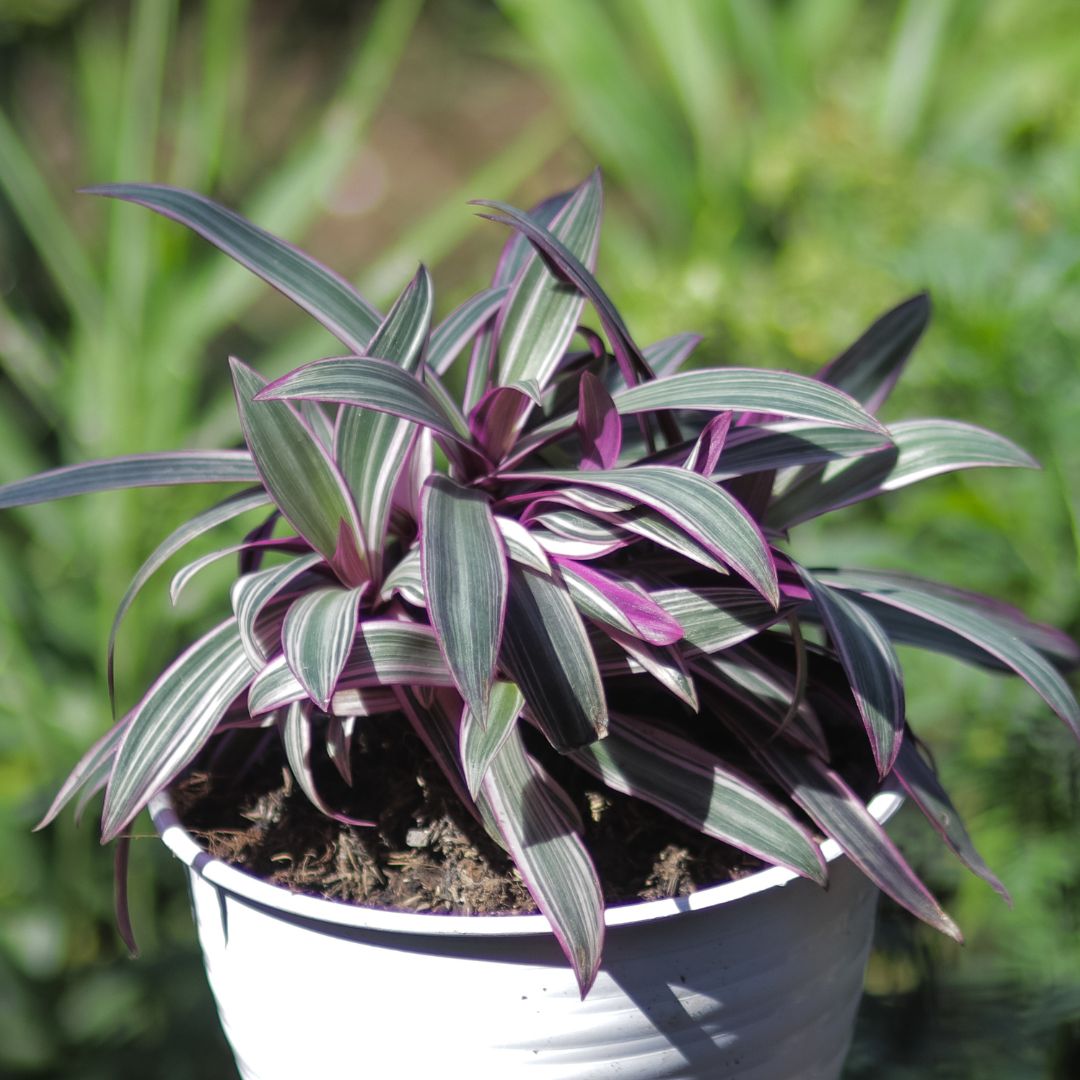 Rheo Oyster Plant Sapling (1pc)