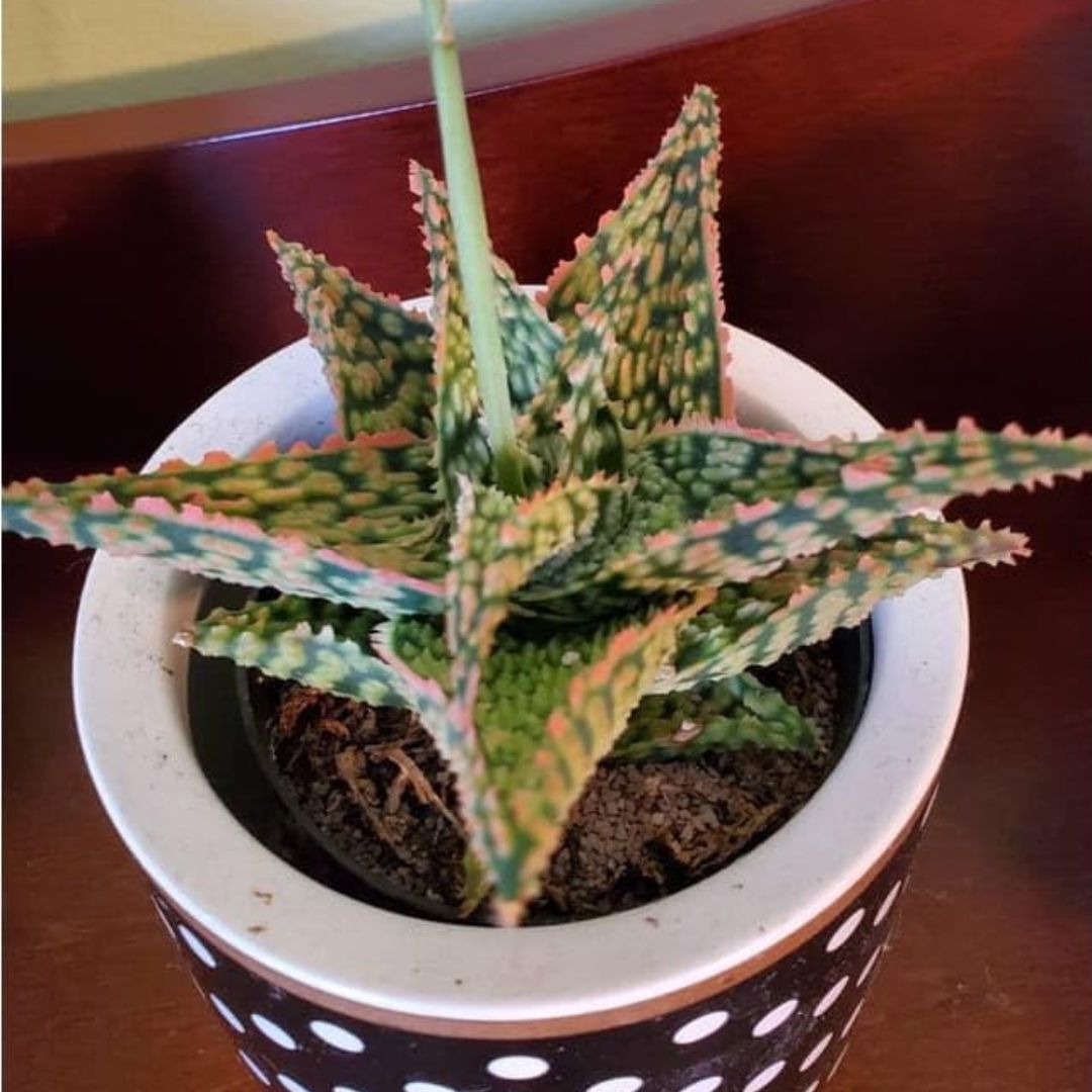 Aloe Bright Star Succulent Plant(1Pc)