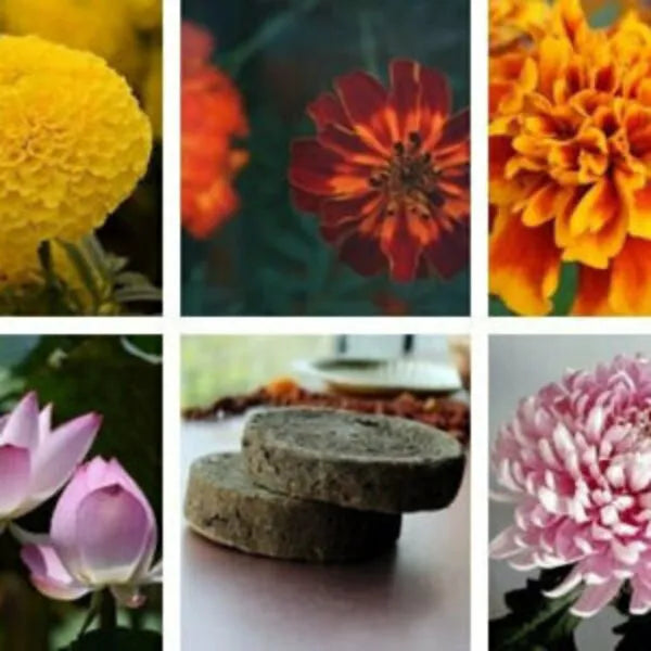 This is an image of Puja Seeds Pack that contains five puja seeds and one cow dung cake.