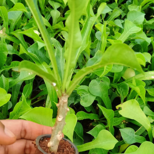 Plumeria Pudica Plant Sapling(1Pc)